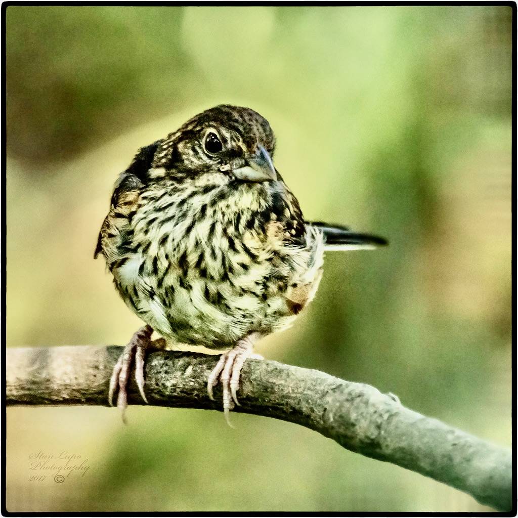 Eastern Towhee_Juvenile by stanlupo (Thanks for 4,000,000 views) is marked with CC BY-NC-ND 2.0.